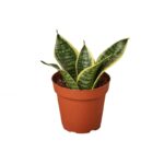 Sanseveria Dwarf Laurentii