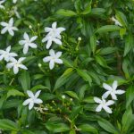 Tabernae miniature dwarf