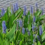 thalia dealbata