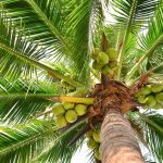 Coconut wct