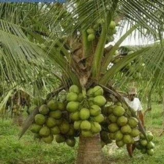 coconut dxt