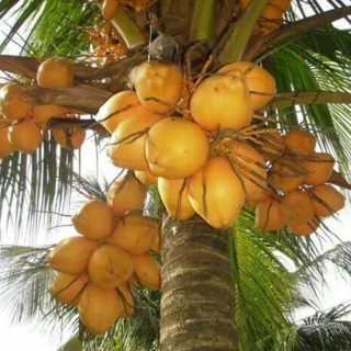 coconut orange