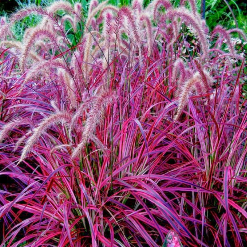 fountain grass red