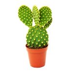 Cactus Opuntia Microdasys
