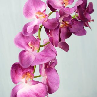 spray-phalaenopsis-37in-orchid-1_2000x