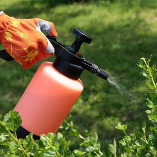 spraying_plants