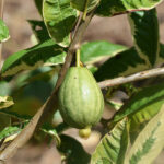Verigated Guava (layer)